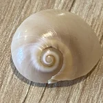 Œil de Sainte Lucie