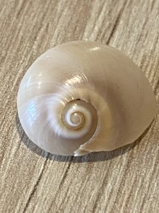 Œil de Sainte Lucie