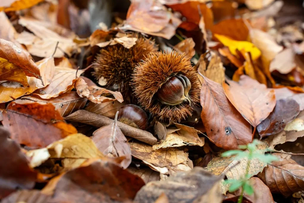 Forêt corse aux couleurs d'automne et châtaigniers pendant les vacances de la Toussaint