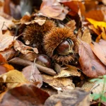 Forêt corse aux couleurs d'automne et châtaigniers pendant les vacances de la Toussaint